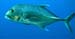 bigeyetrevally.jpg